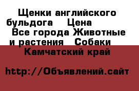 Щенки английского бульдога  › Цена ­ 60 000 - Все города Животные и растения » Собаки   . Камчатский край